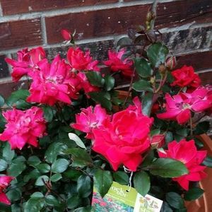 Meet your Posher, Abdul